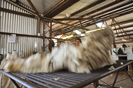 Cooinbil Shearing 039126 © Claire Parks Photography